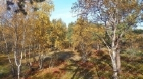 Безопасность в осеннем лесу